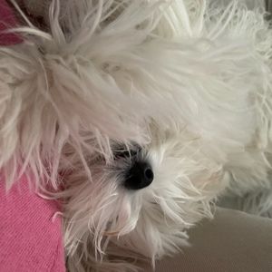 Meet your Posher, Sonia